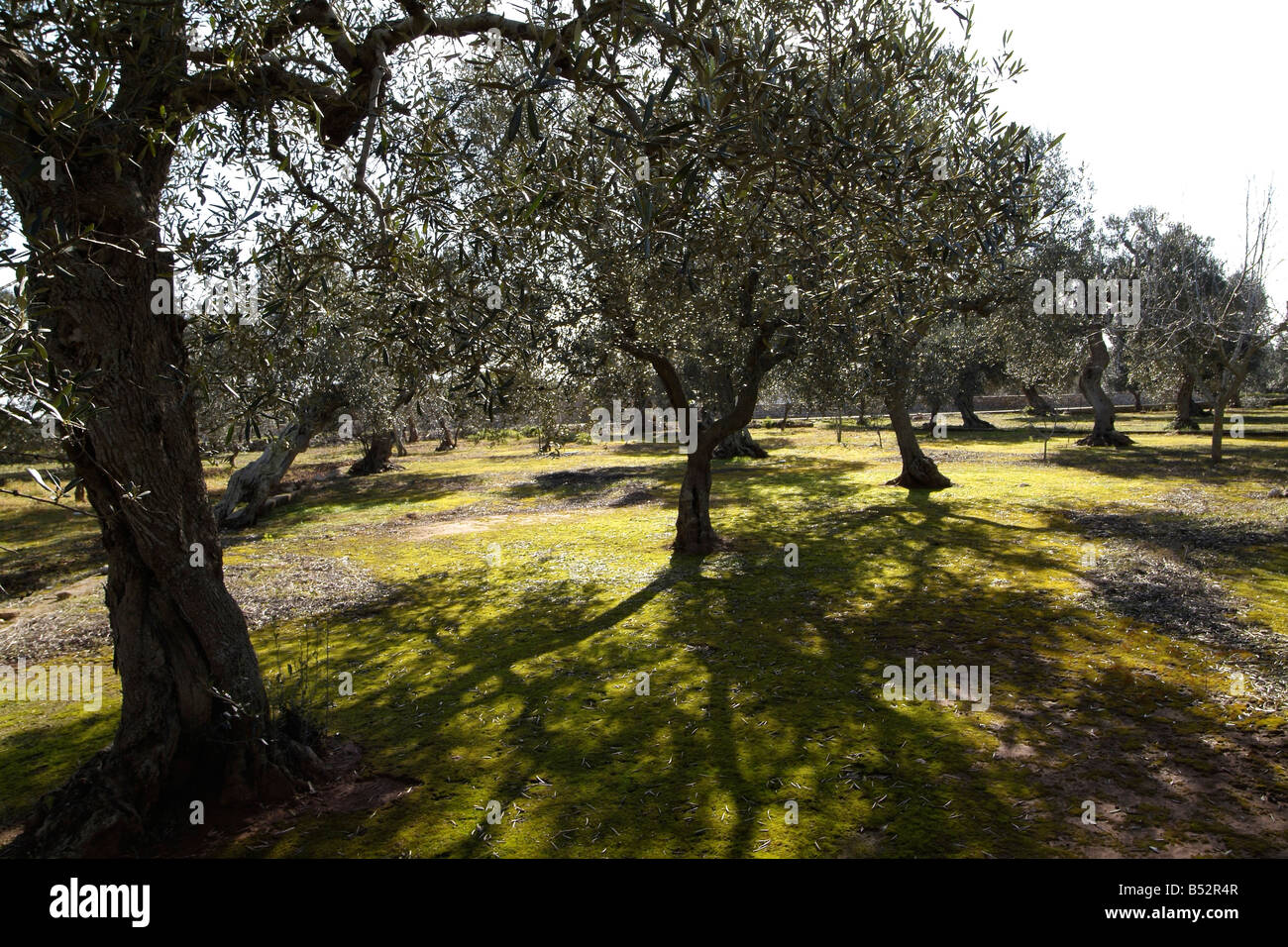 Olivenbäume in Apulien Süditalien Stockfoto