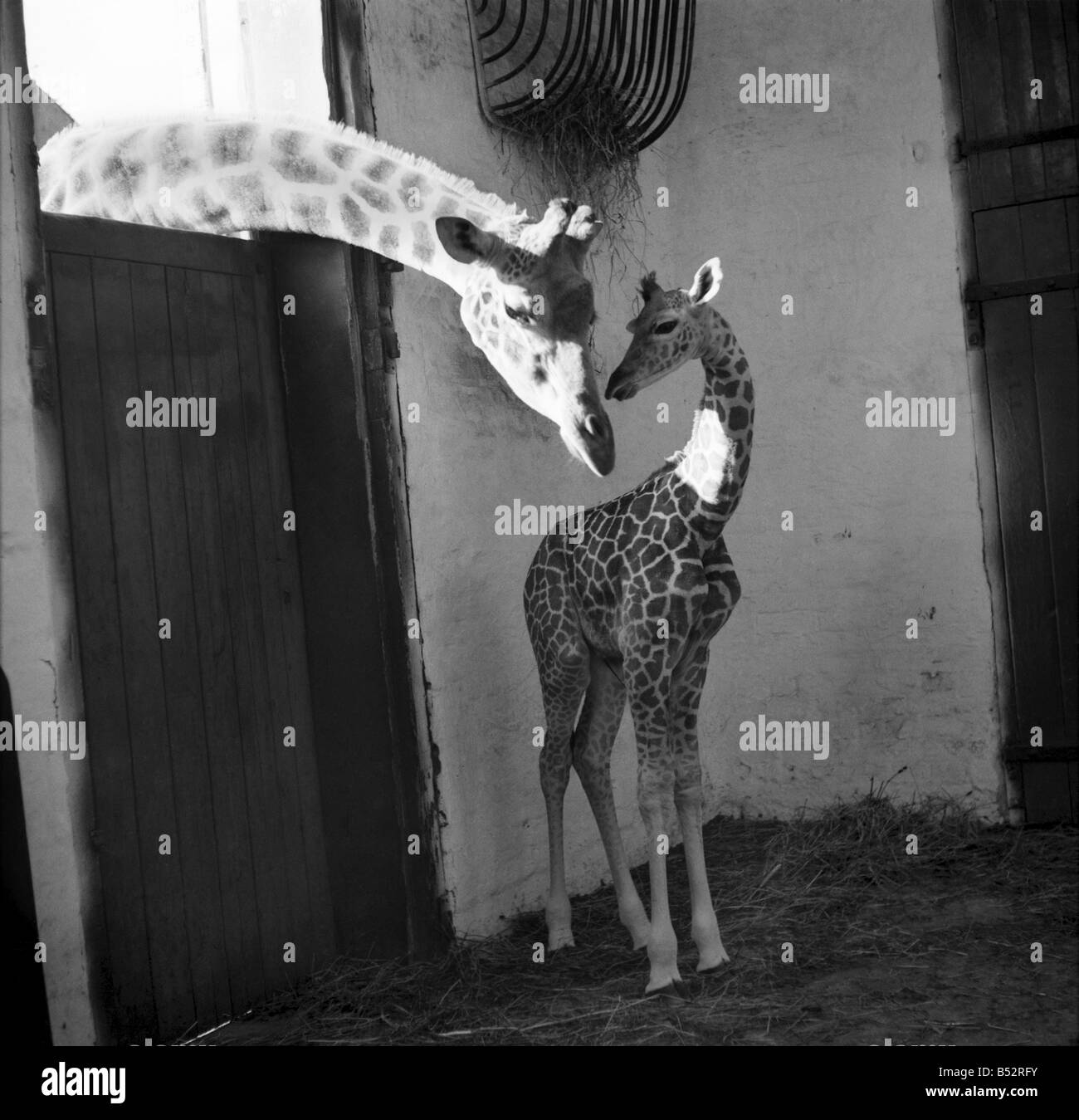 Elizabeth, Baby-Giraffe im Belle Vue Zoo, Manchester mit ihrer Mutter &#13; &#10; September 1952. C4609 Stockfoto