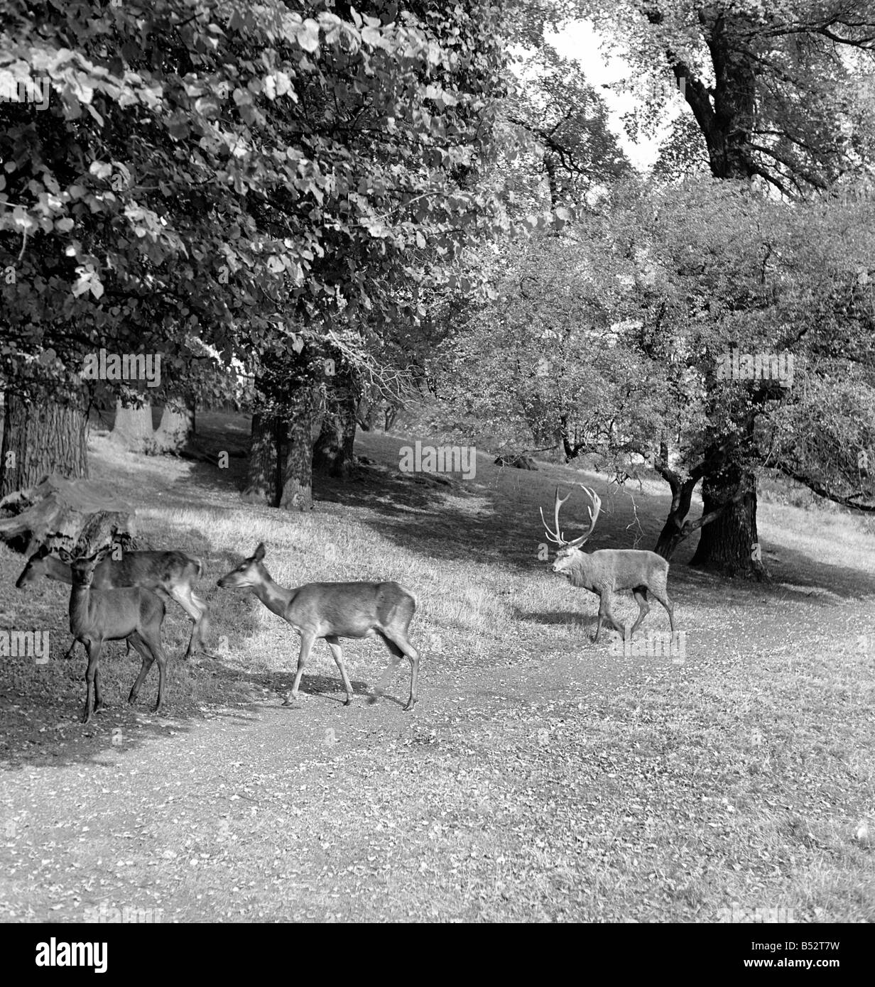 Hirsche zu Fuß in den Bäumen im Richmond Park in London. Oktober 1952 C5266 Stockfoto