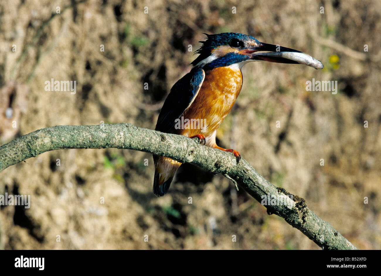 Martin Pecheur Eisvogel mit Fisch in Rechnung Alcedo Atthis Alcedinidae Alcedo Alcedinidae England englische Europa Europäische Kingd Stockfoto