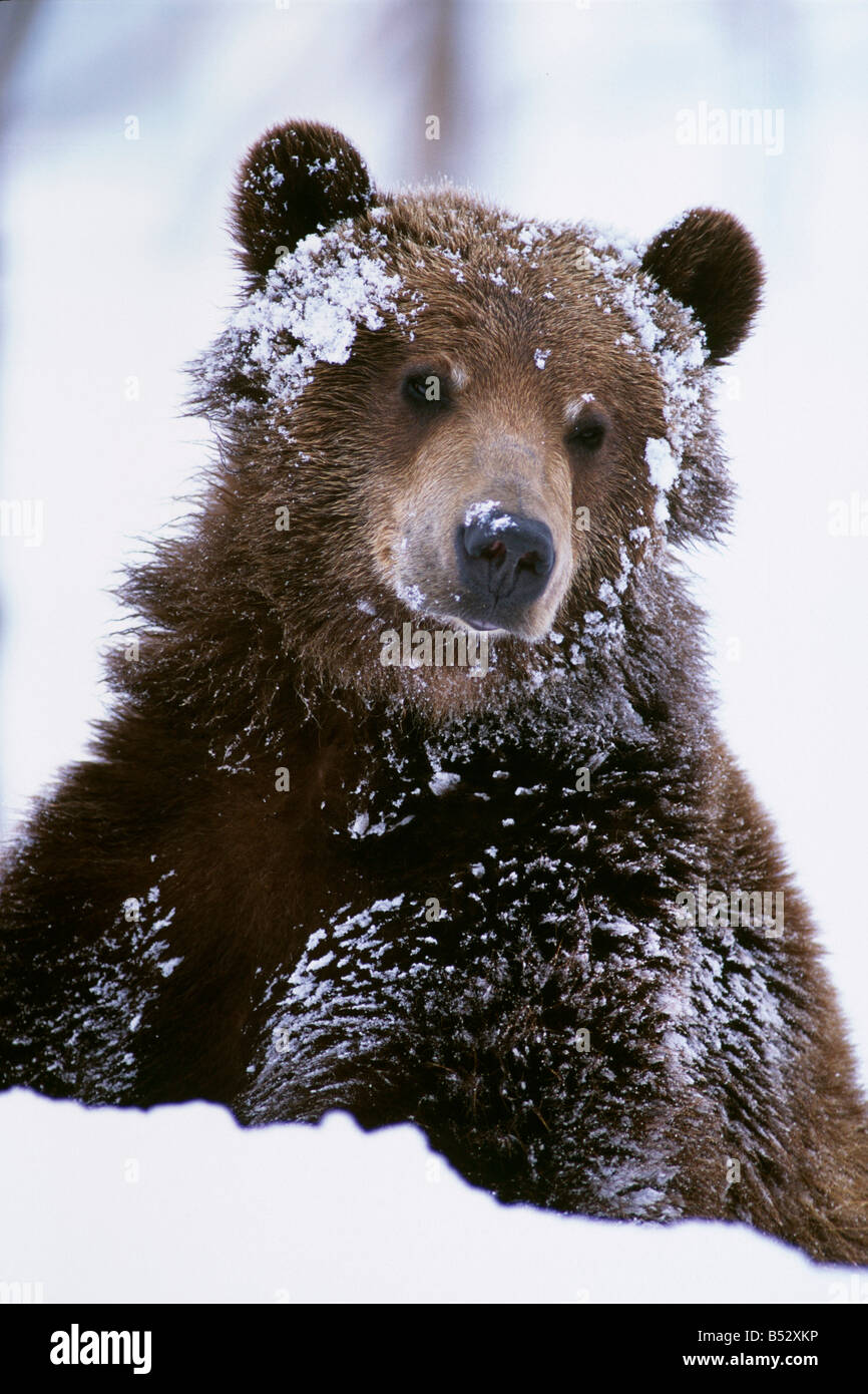 Grizzly Bär stehend mit Gesicht bedeckt im Schnee auf der Alaska Wildlife Conservation Center in Alaska im Frühjahr Stockfoto