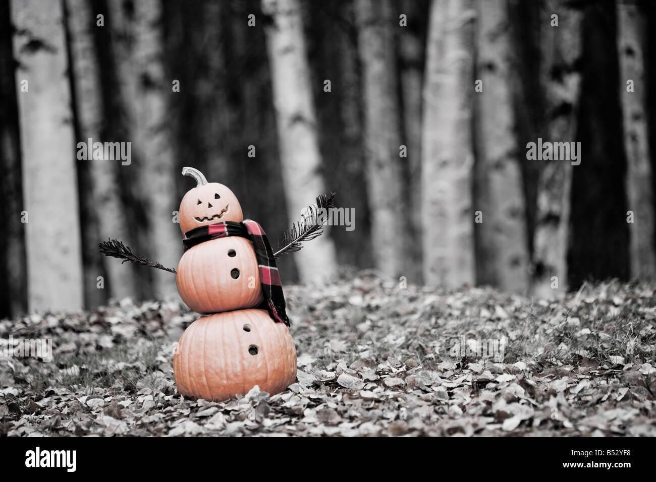 Jack-O-Lantern Mann mit rot kariertem Schal im Birkenwald mit Farn Wedel für Arme Herbst Anchorage, Alaska. Stockfoto