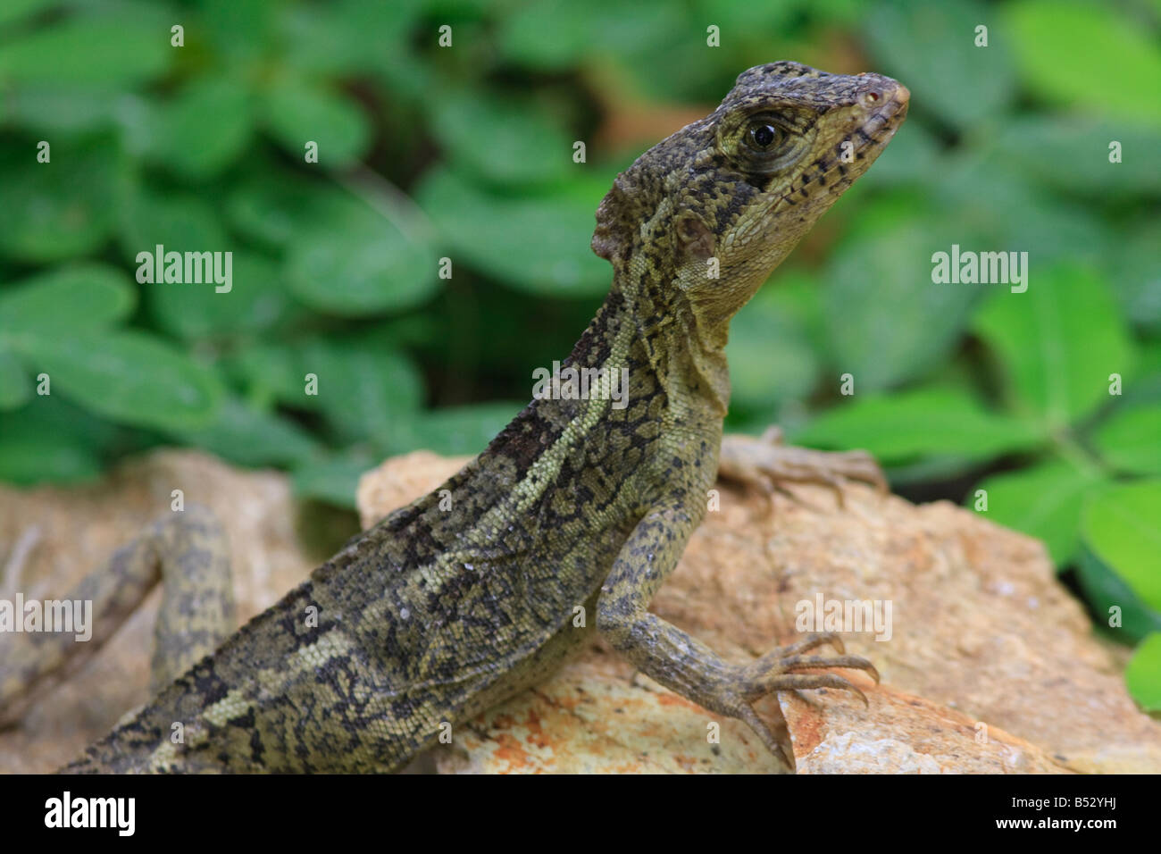 Junge Affen Lala Stockfoto