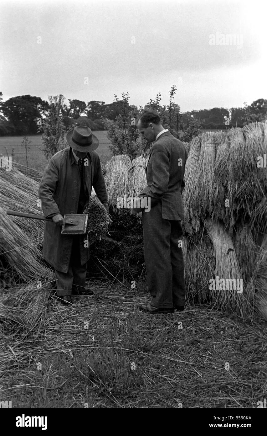 Reed-Cutter auf die Norfolk Broads. Unser Bild zeigt den Cutter Kämmen im Schilf. Juni 1952 C3019 Stockfoto