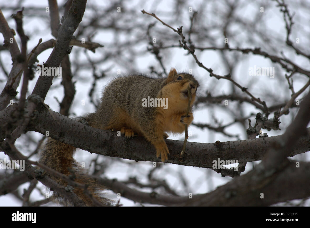 Ein brauner Eichhörnchen mit einen Zweig als Instrument der Zahnhygiene zu seiner ständig wachsenden Zähne abnutzen. Stockfoto