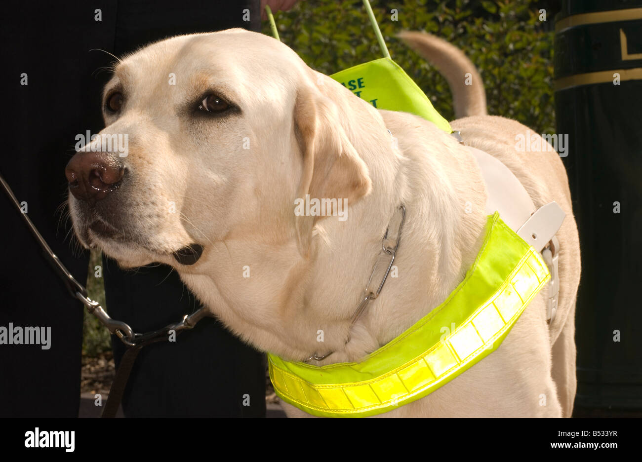 Blindenhund Stockfoto