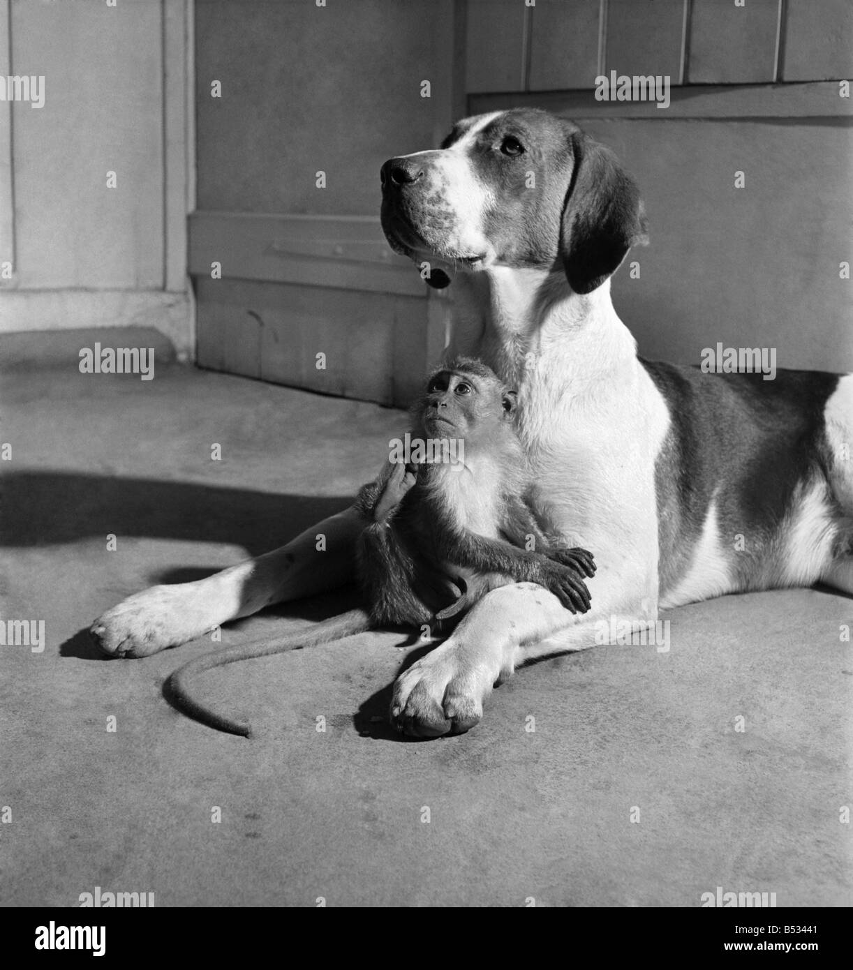 Affe und Foxhound Hund. März 1952 C1321-001 Stockfoto