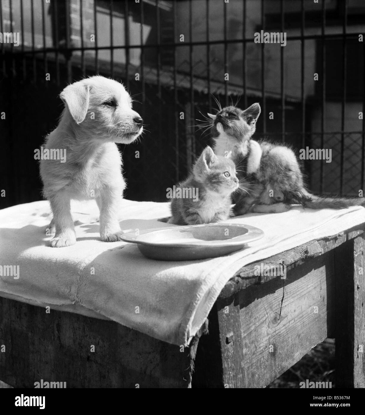 Tiere im Prinz Rock Hunde und Katzen zu Hause Plymouth. August 1950-O25406-010 Stockfoto