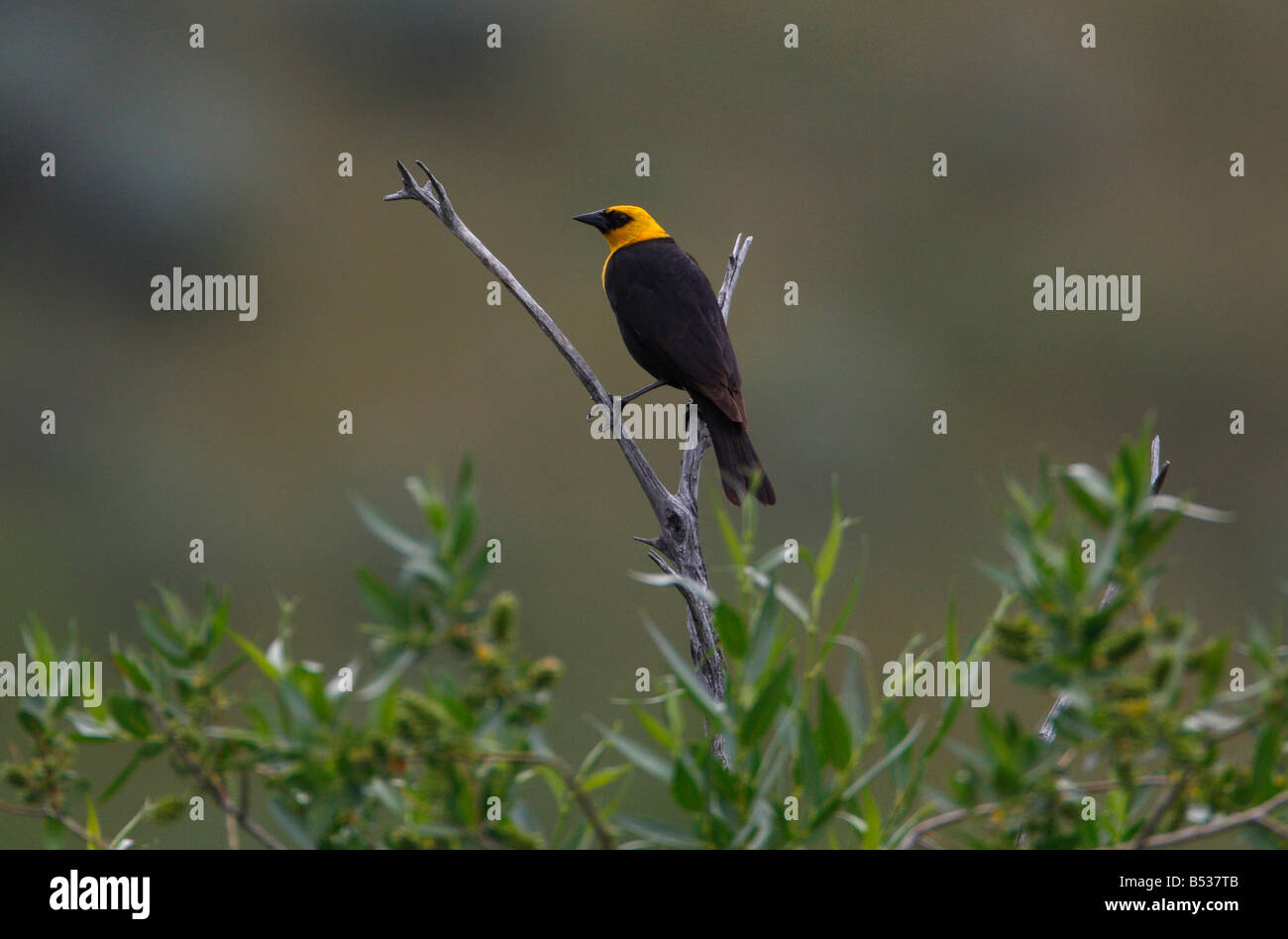 Gelb-vorangegangene Amsel Xanthocephalus Xanthocephalus Baumkrone durch Sumpfgebiet in der Nähe von Roosevelt Lodge Yellowstone Park gehockt Stockfoto