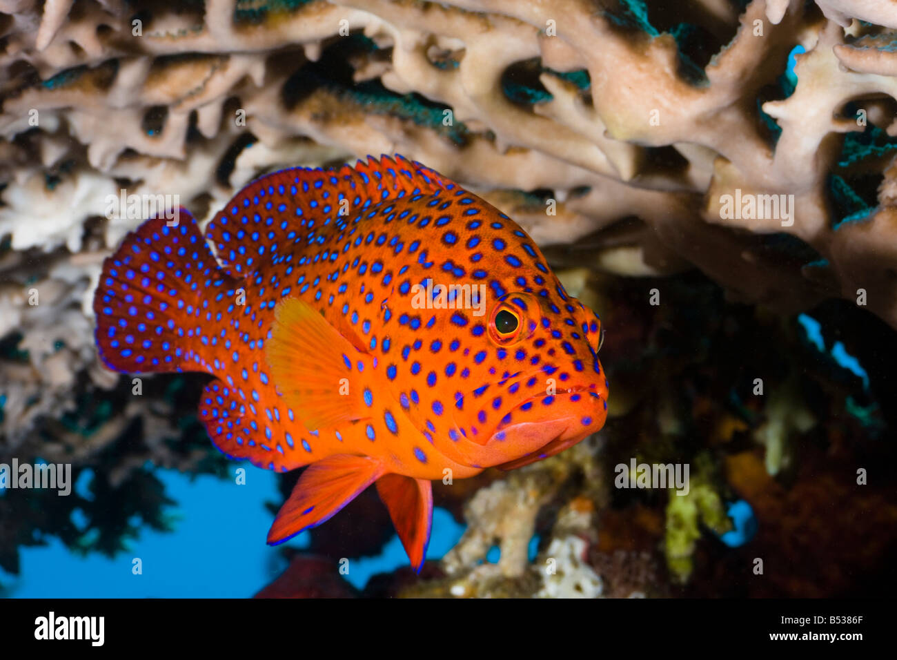 Korallen Zackenbarsche, Cephalopholis Miniata, sind ein allgemeiner Anblick auf Indonesiens Riffe, Bali, Indonesien. Stockfoto