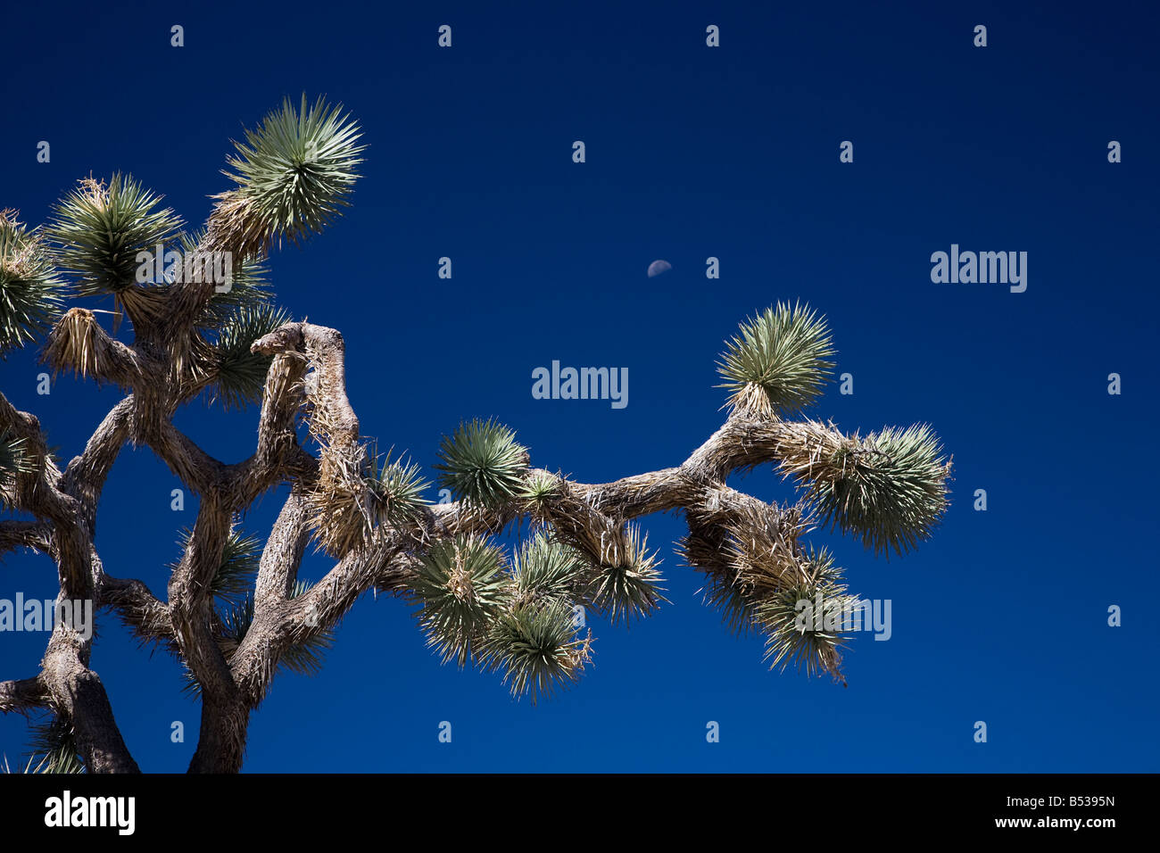 Joshua Tree National Park befindet sich im süd-östlichen Kalifornien. Stockfoto