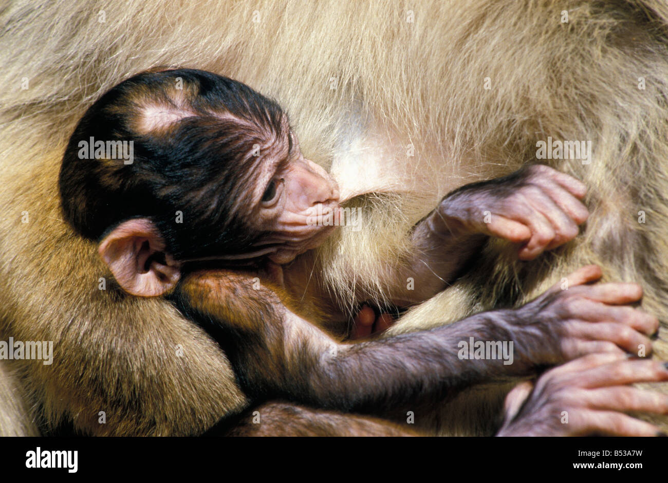 Magot de Gibraltar Barbary Macaque Macaca Sylvanus weiblich Pflege junger Laktat Lactate stillende Länge Aussehen suchen sieht Mac Stockfoto
