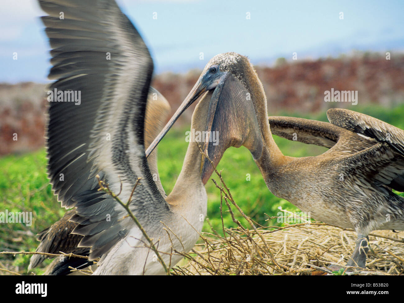 Braune Pelikan Mutter Jungen füttert Stockfoto