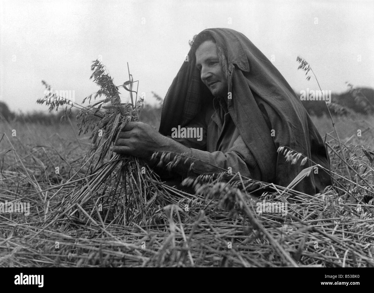 Landwirt Alf Williams gesehen, untersucht die schnelle verdunkelndem Ähren komplett durch Dauerregen abgeflacht, der Mais ist in diesem Bereich für mechanische Fräser zu flach und es wird von hand geschnitten werden. September 1950 P018795 Stockfoto