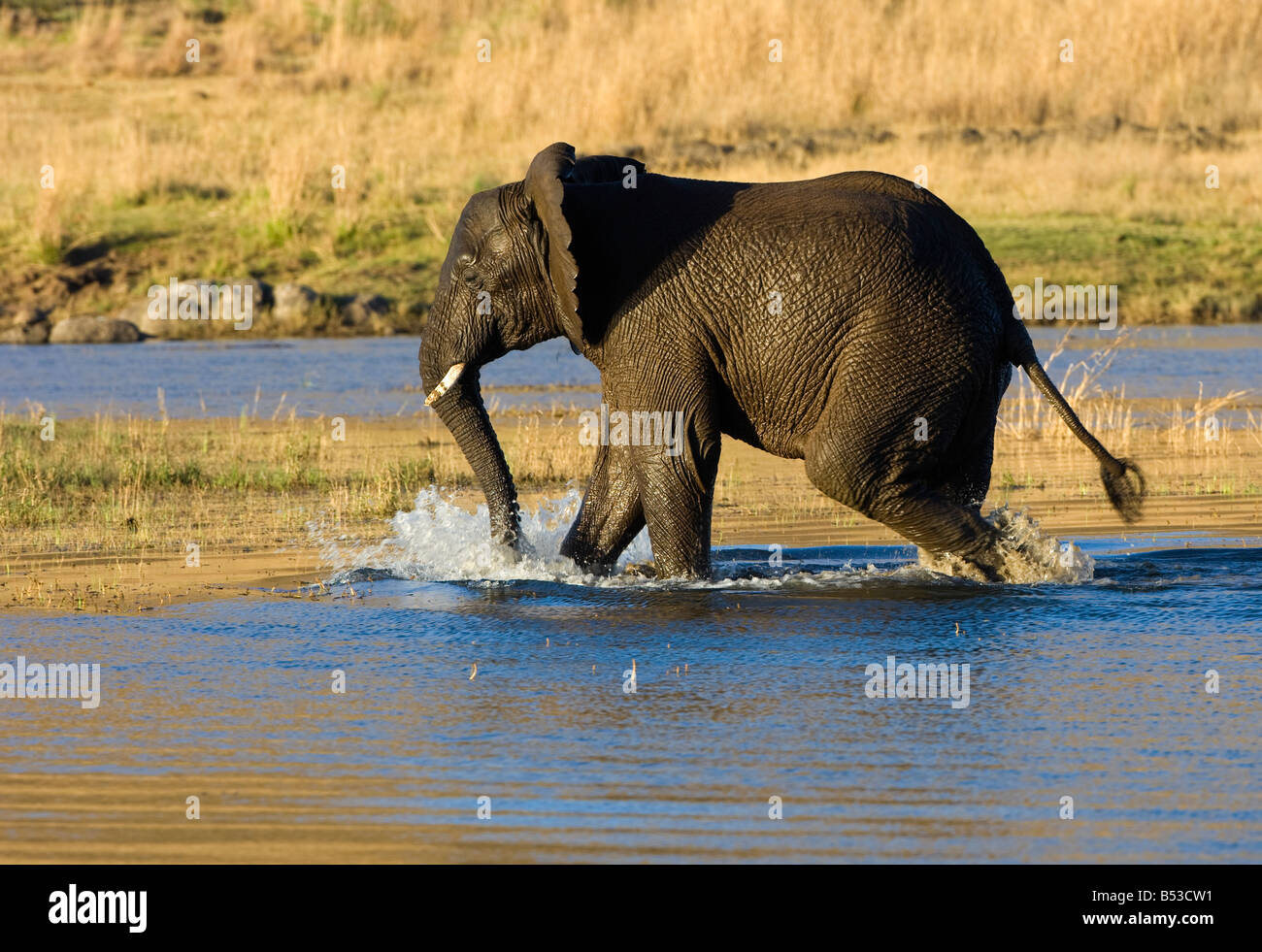 Elefanten im Mankwe Verdammung Stockfoto