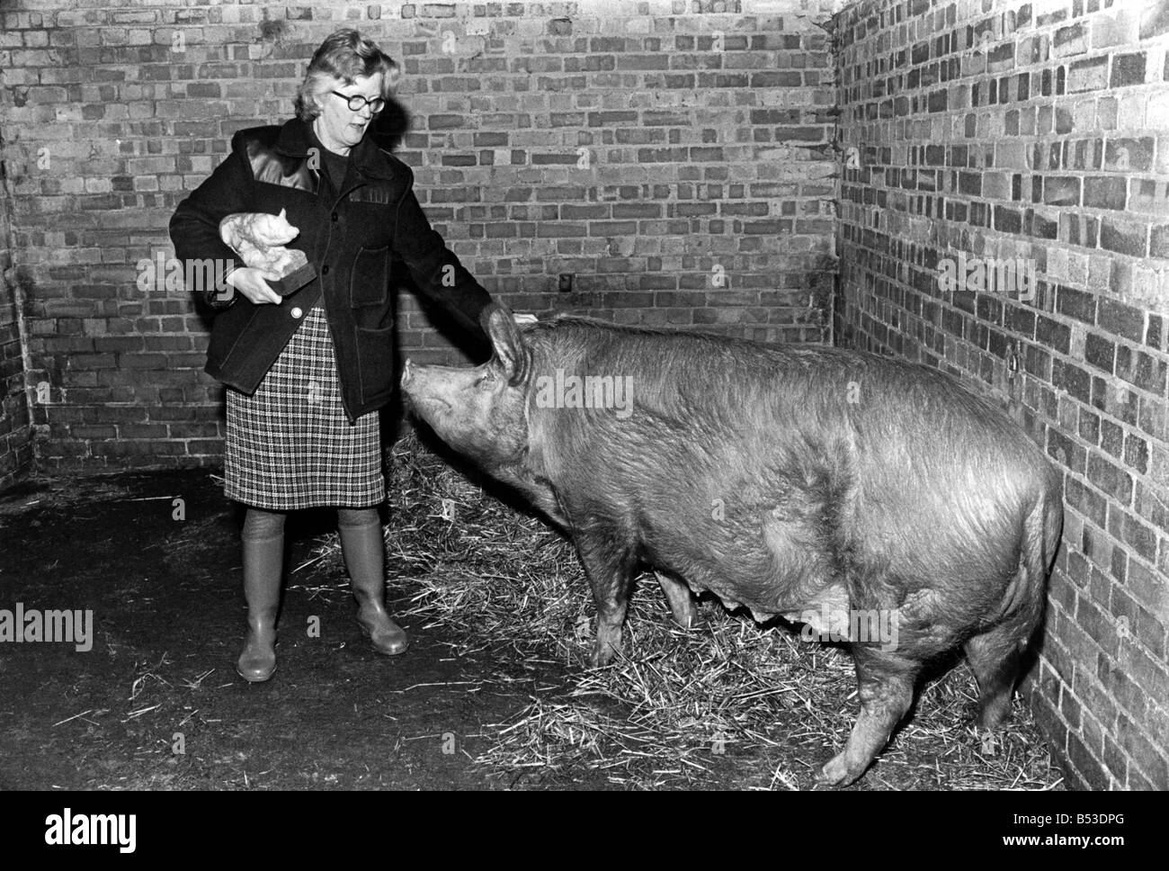 Ann ist stolz darauf, dass ihr Haus ein bisschen ein Schweinestall ist. ; Stolzer Besitzer Ann Wheatley-Hubbard mit Jacqueline, Tamworth-Sau, die das echte live Model Mädchen für die geschnitzten Alabester Modell war hält sie. März 1974 P017785 Stockfoto