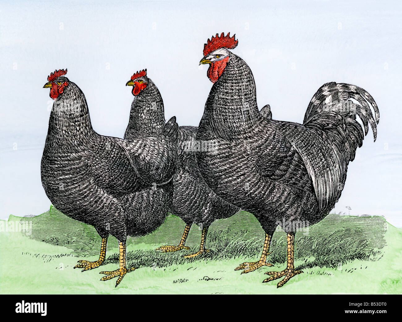 Verbesserte Plymouth Rock Hühner und Hahn 1870. Hand - farbige Holzschnitt Stockfoto