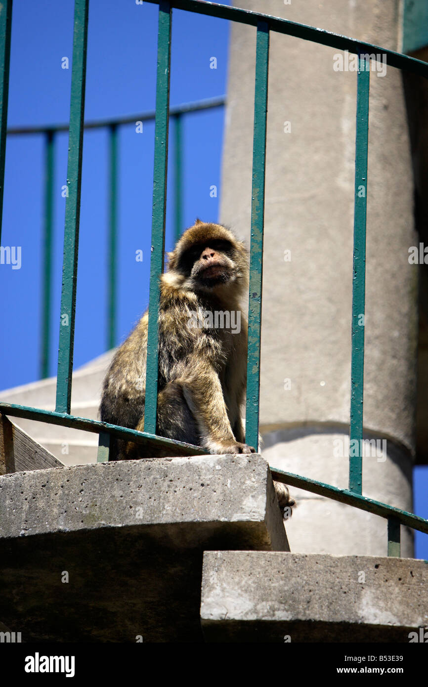 Barbary Affe, Gibraltar Stockfoto