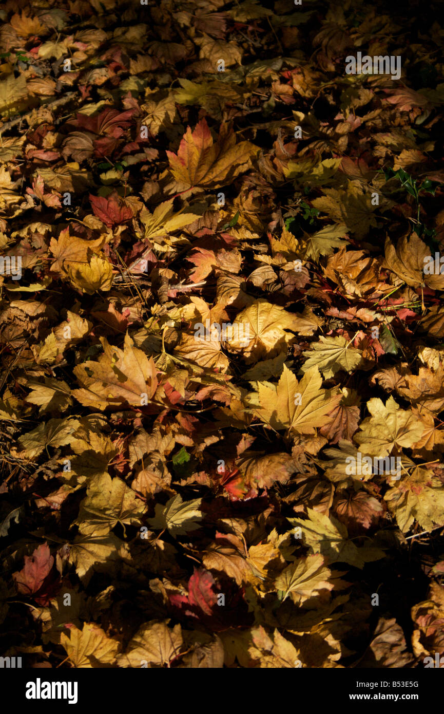 Im Herbst Laub Stockfoto