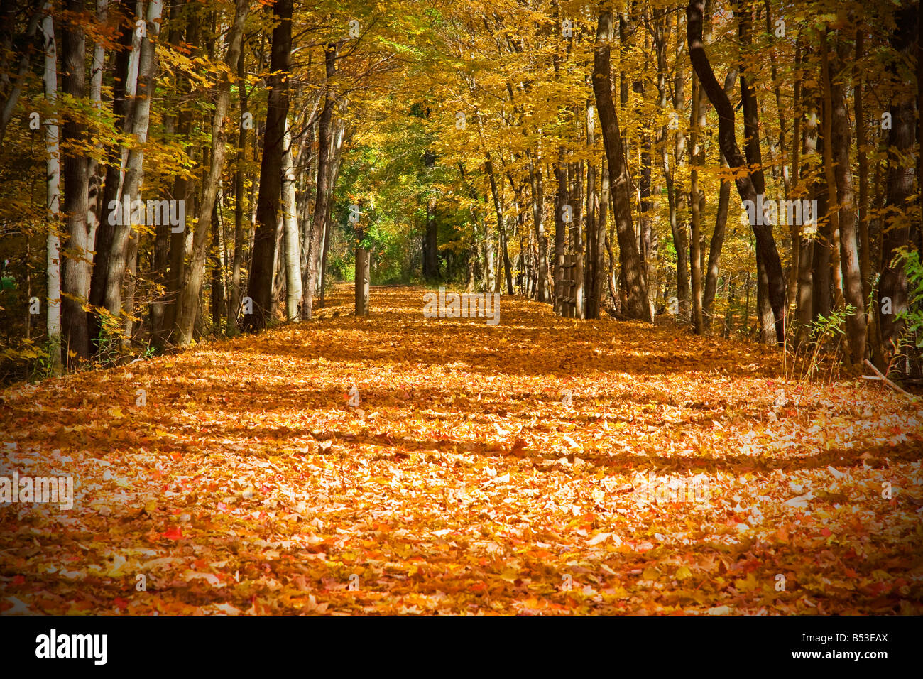 Schöne Herbst Trail mit leuchtend orangefarbenen Blättern und Bäumen Stockfoto