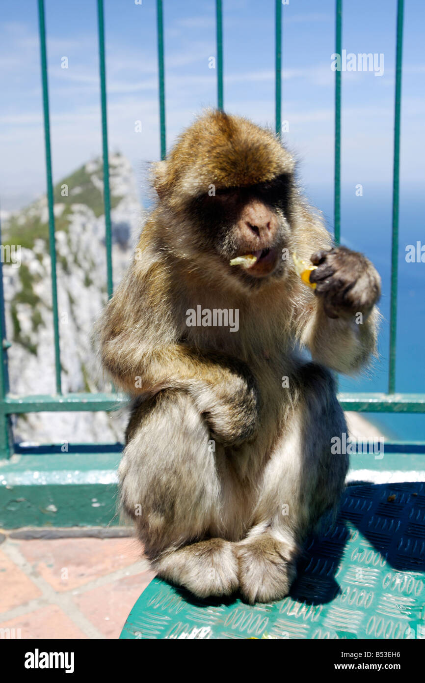 Berberaffe, Macaca Sylvanus, Essen, Gibraltar Stockfoto