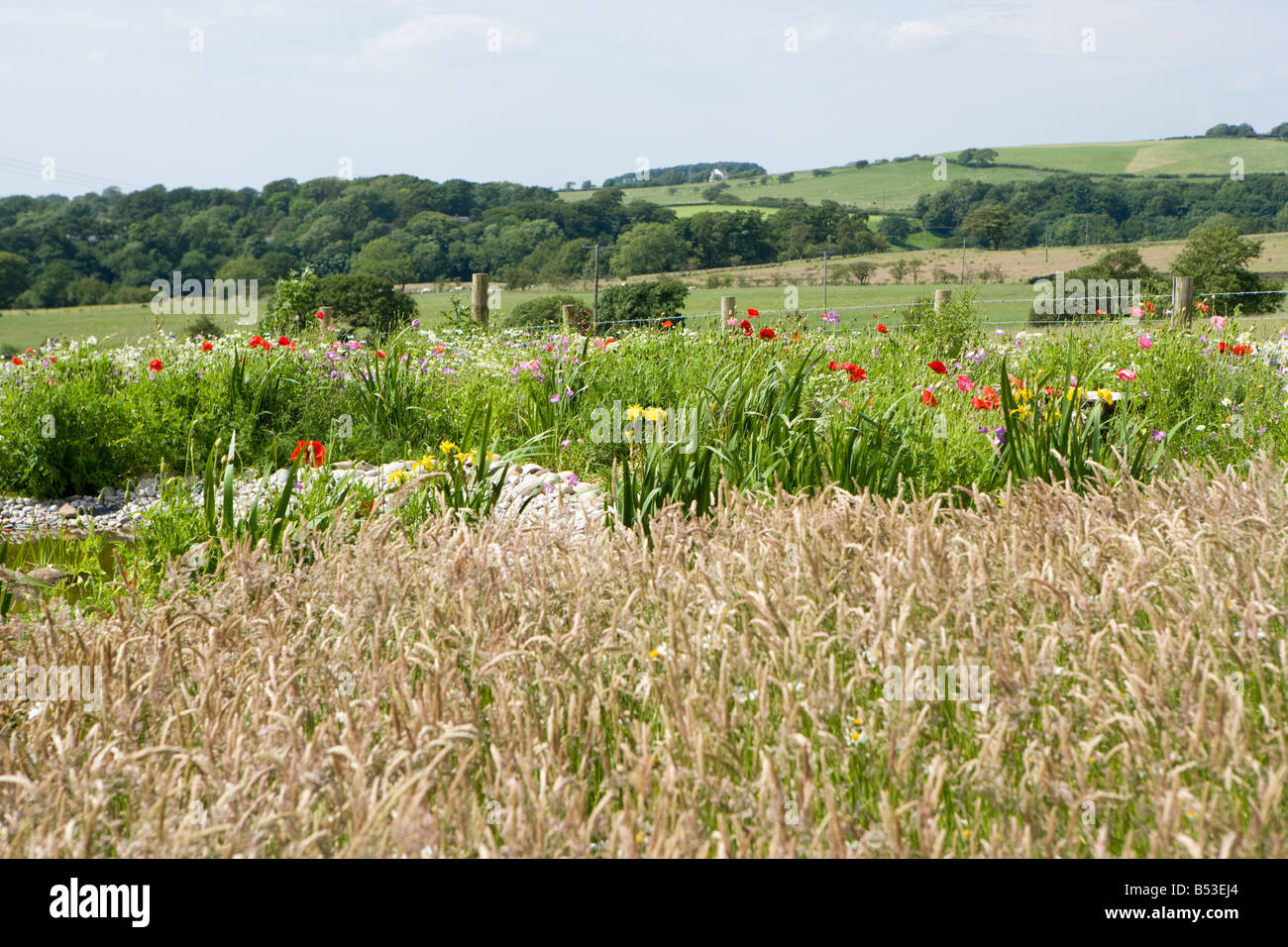 ungeschnittene Rasen mit langen Rasen und Mohn. Stockfoto