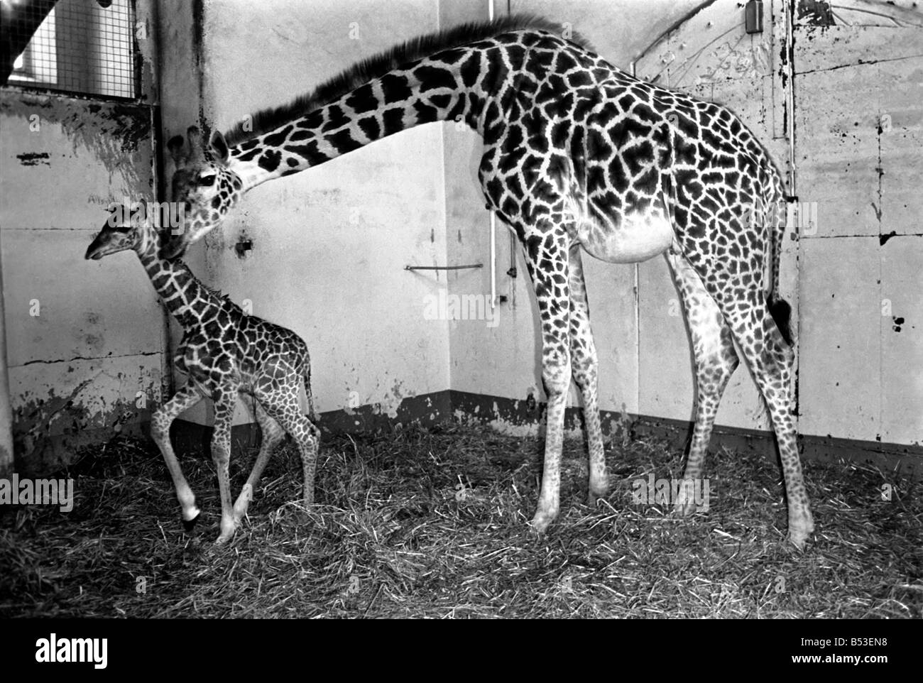 Es ist ein springender Baby für Daisy. Ein 6-Fuß hohen Giraffenbaby geboren wurde gestern (Mo) im Zoo von Bristol. Das Baby, ein Mädchen hat nicht so weit einen Namen gegeben. ; Daisy die Giraffe mit ihr neues baby nur vier Stunden alt. November 1969; Z11332 Stockfoto