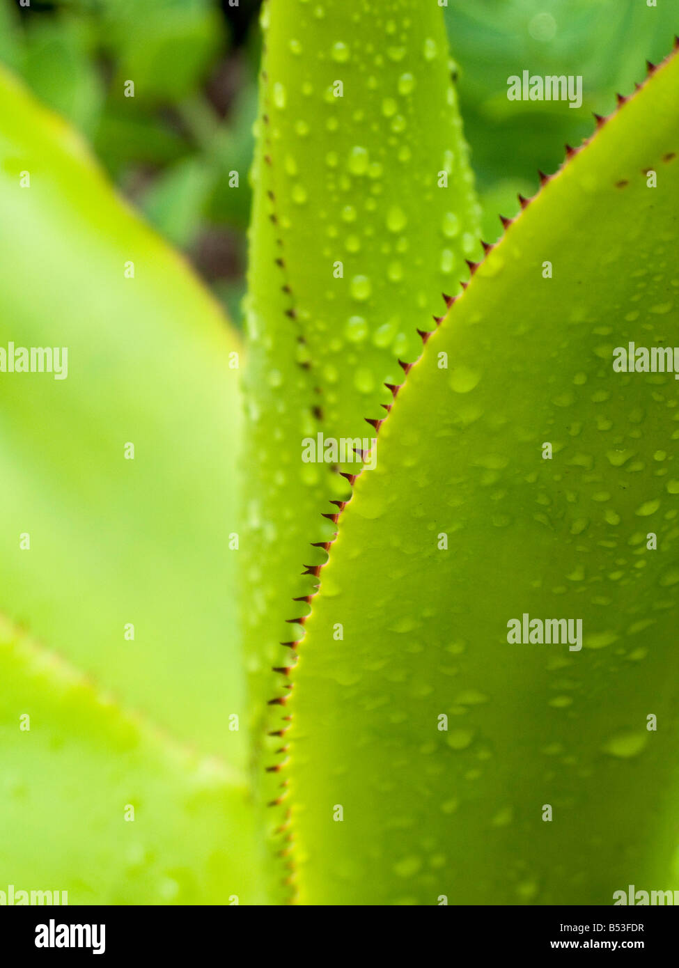 gezahnte Blätter einer Pflanze agave Stockfoto