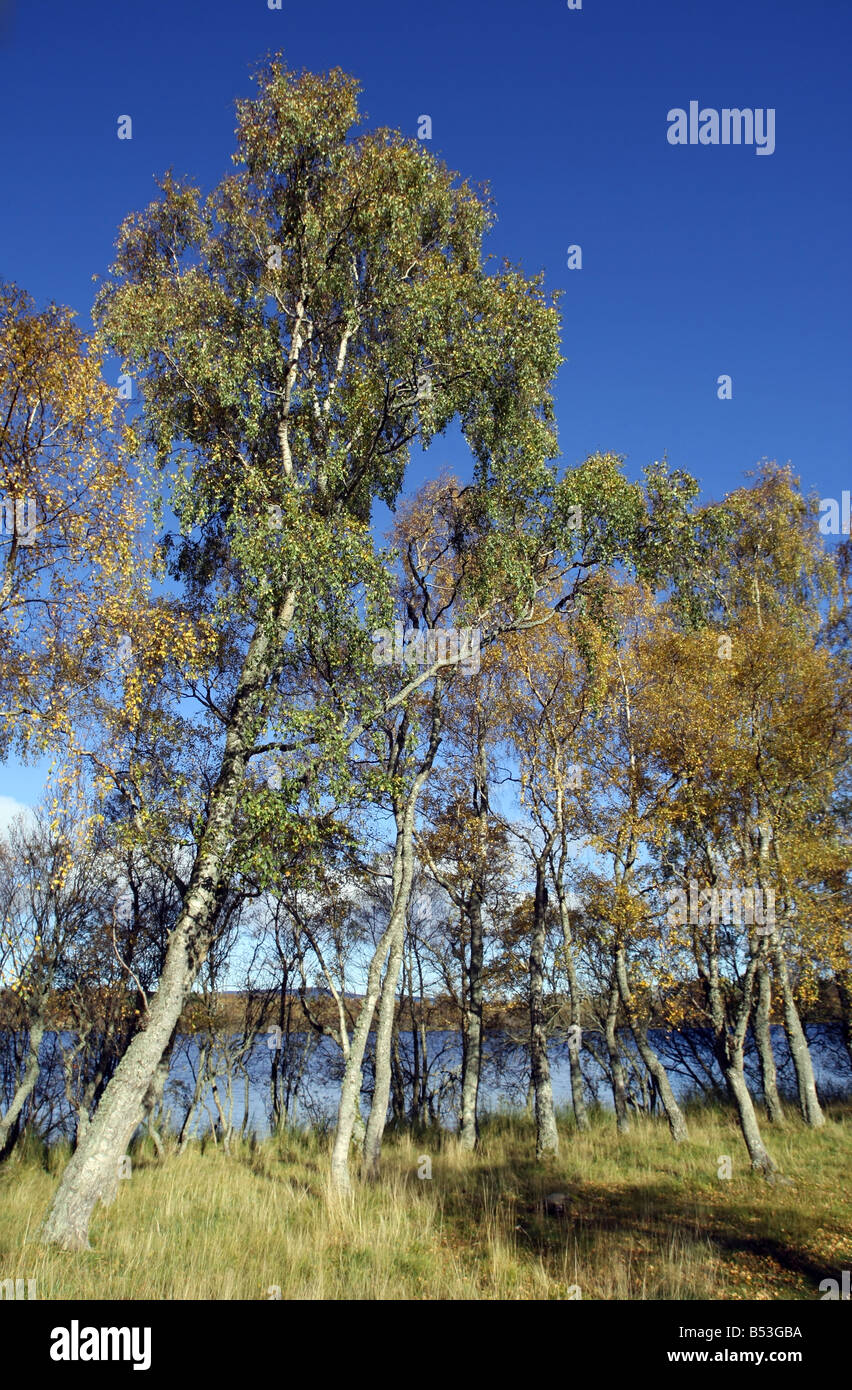 Birken im Herbst vor einem blauen Himmel in Abereenshire, Schottland Stockfoto