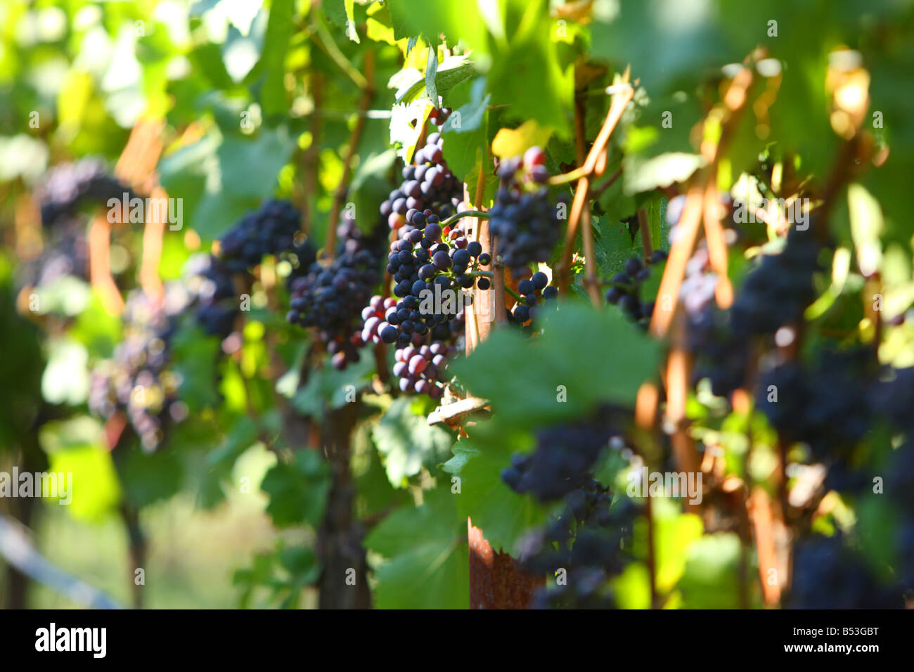 Pinot Noir Trauben Willamette Valley Oregon USA Stockfoto