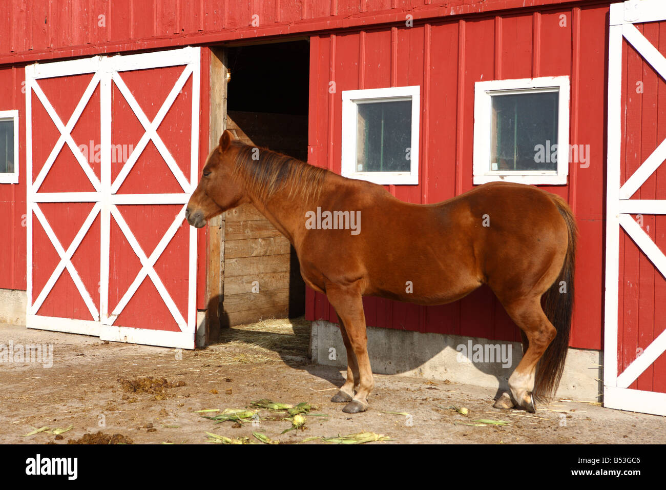 Pferd stehend durch rote Scheune Oregon USA Stockfoto