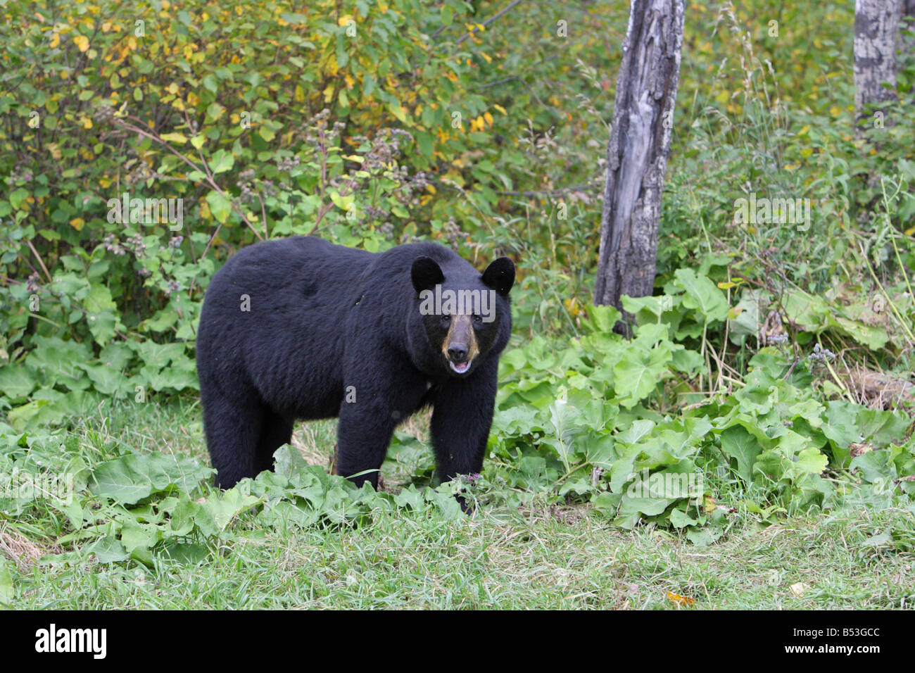 Schwarzbär Ursus Americanus stehen auf einer Lichtung in einem Wald im Herbst mit Blickkontakt Stockfoto