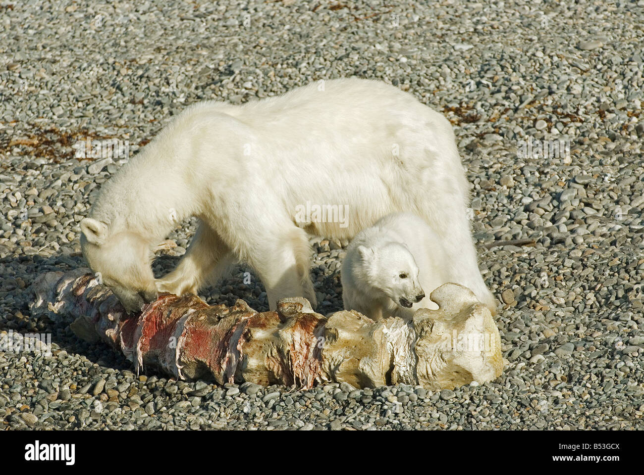 Eisbär mit Cub - nagt an Skelett Stockfoto