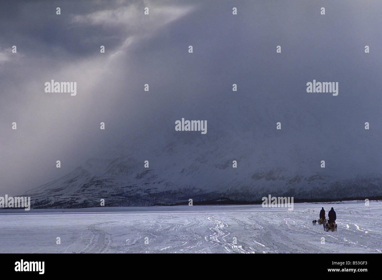 Schlittenhunde - Schlitten ziehen Stockfoto
