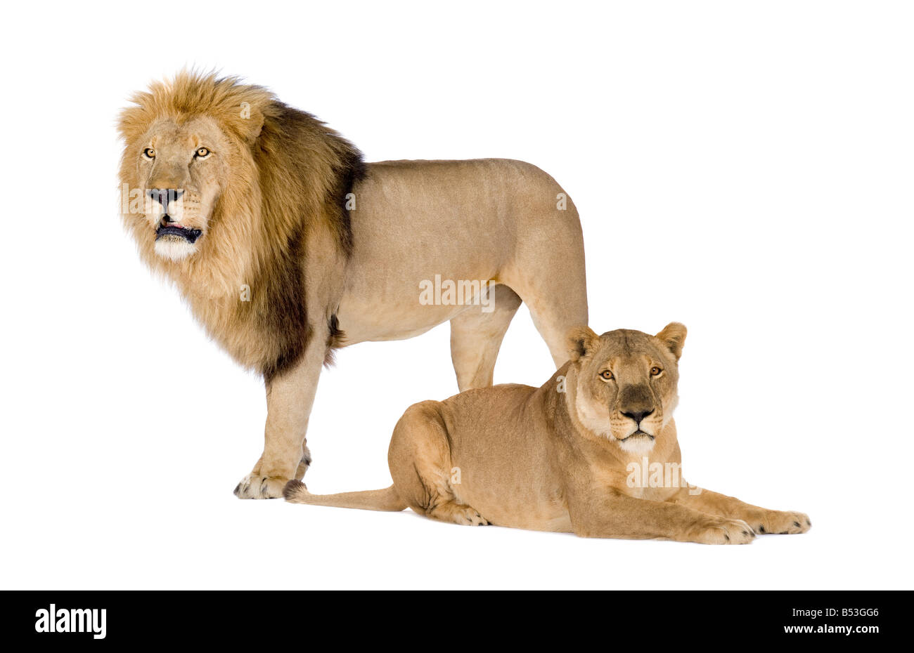 Löwin und Löwe Panthera Leo vor einem weißen Hintergrund Stockfoto