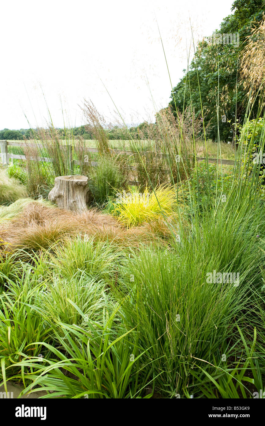 Carex Frosted Curls, Carex Comans Bronze, Carex Testacea und Carex Elata aurea Stockfoto