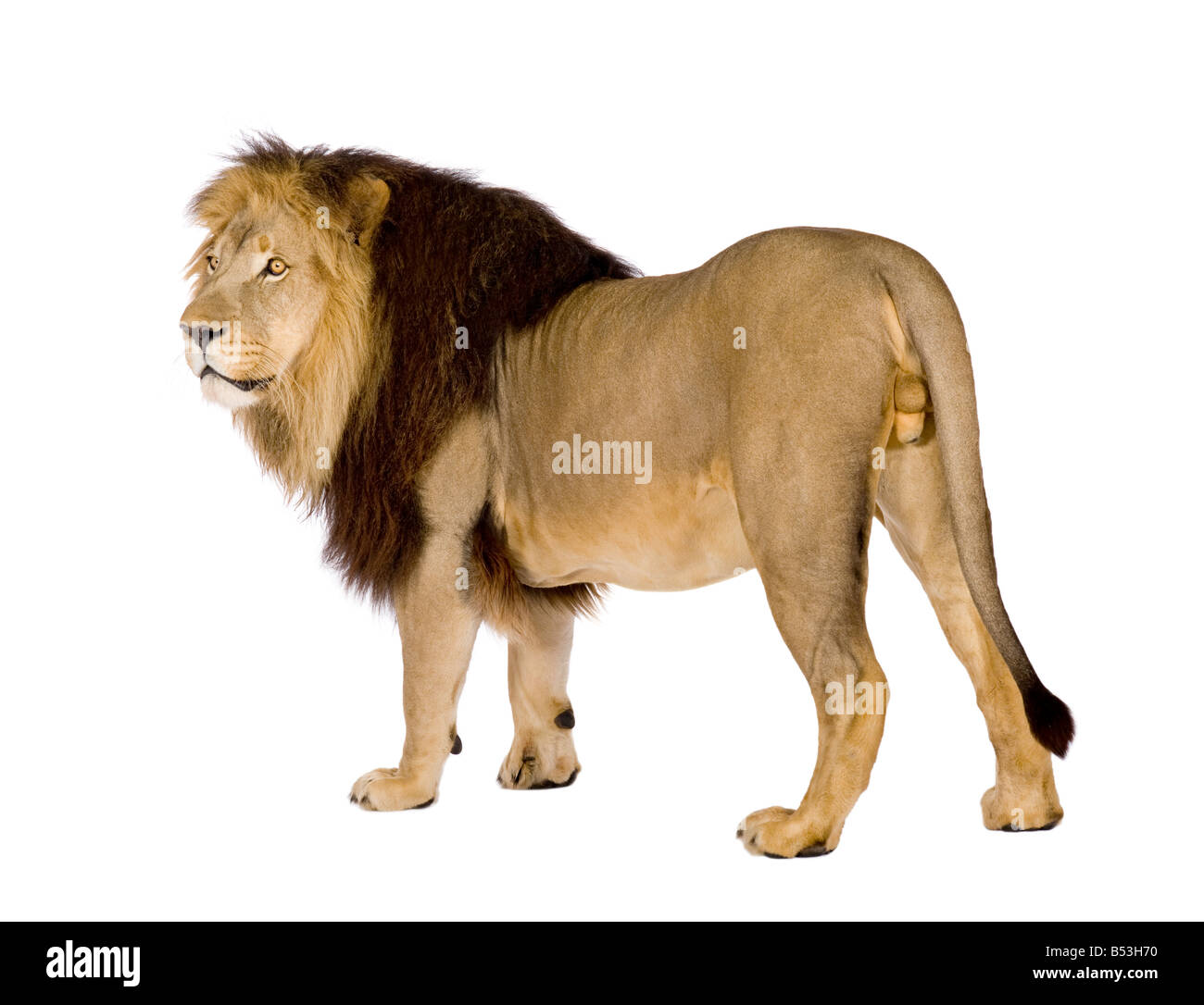Lion 4 und ein halbes Jahr Panthera Leo vor einem weißen Hintergrund Stockfoto