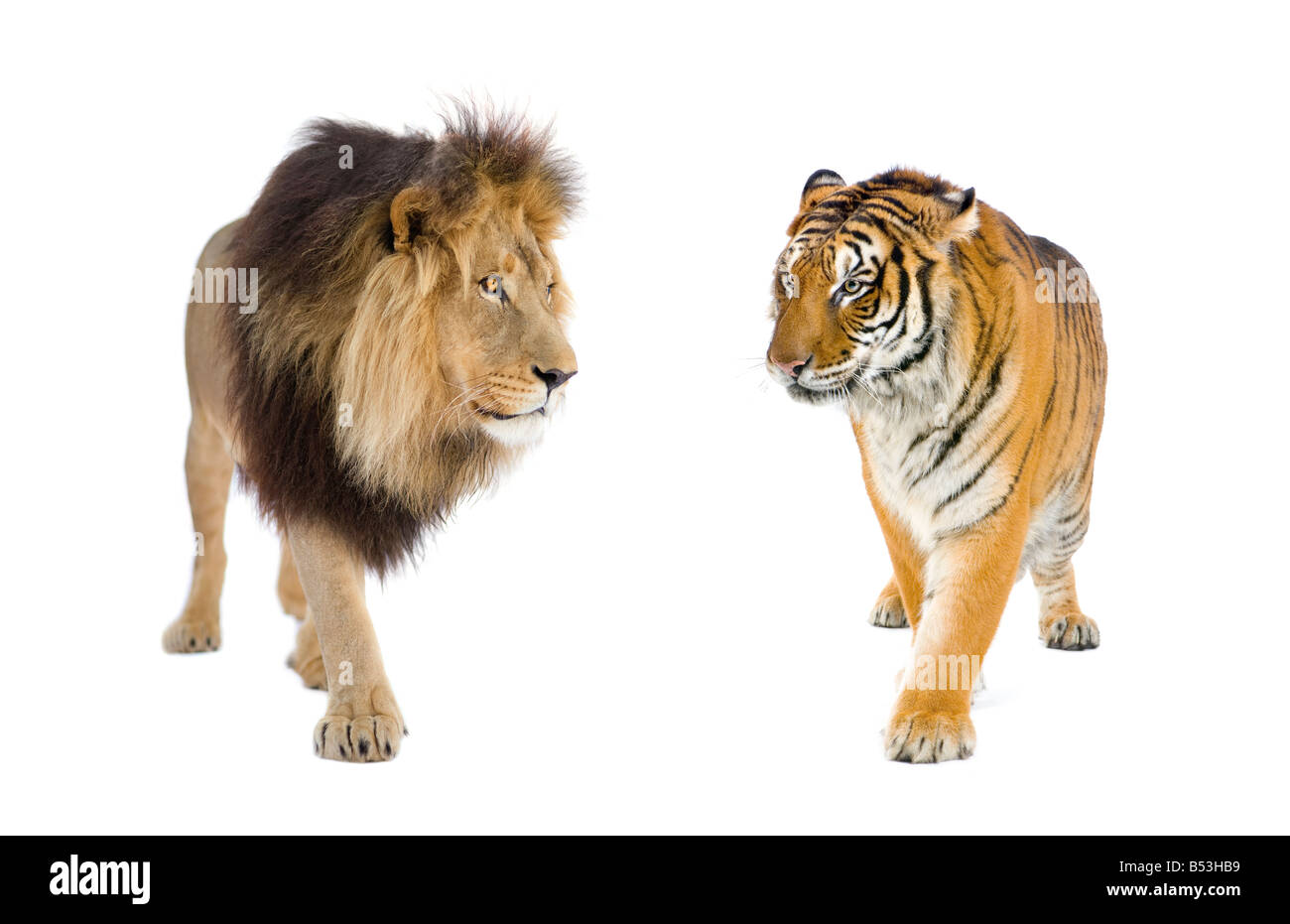 Löwe und Tiger vor einem weißen Hintergrund Stockfoto