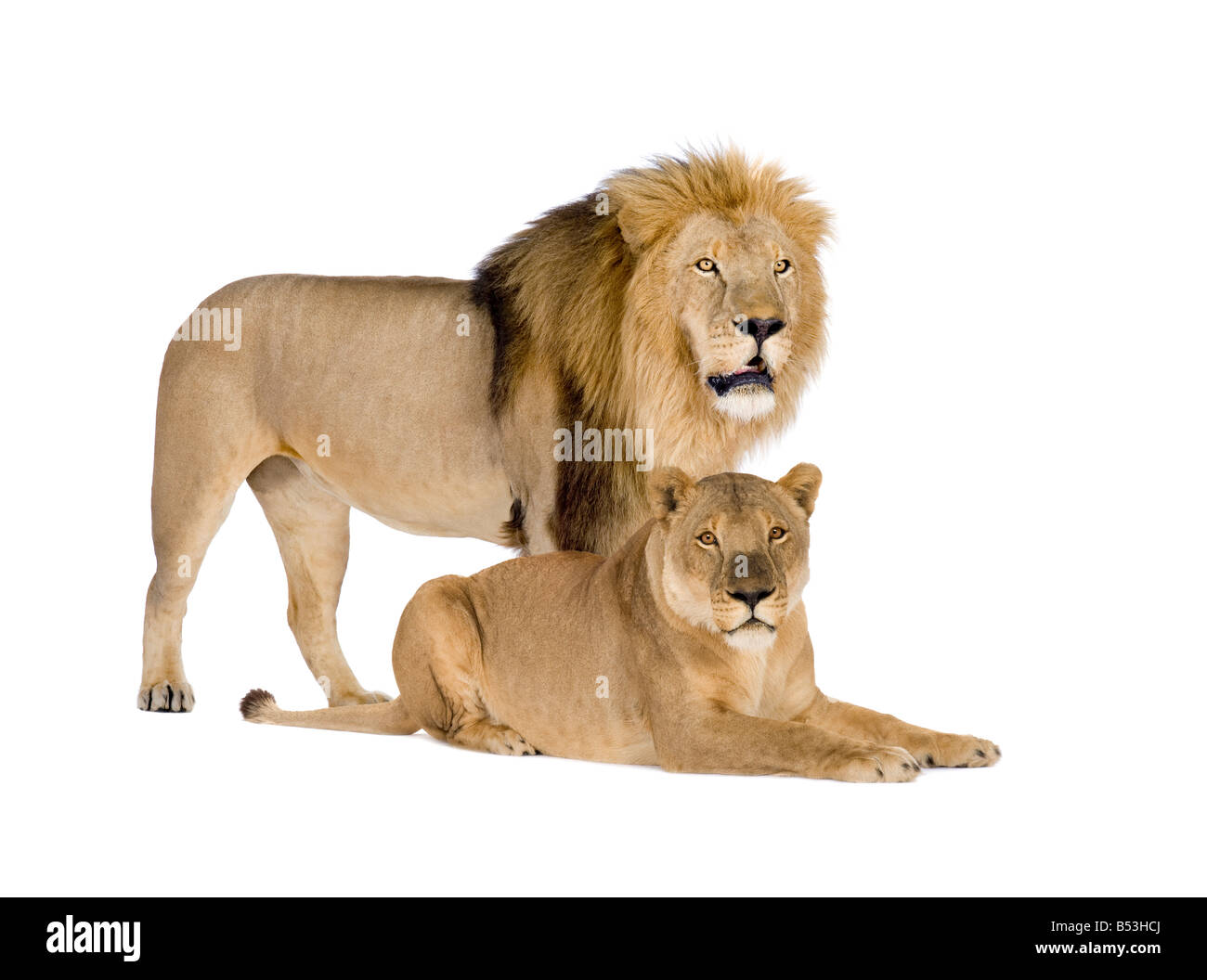 Löwin und Löwe Panthera Leo vor einem weißen Hintergrund Stockfoto