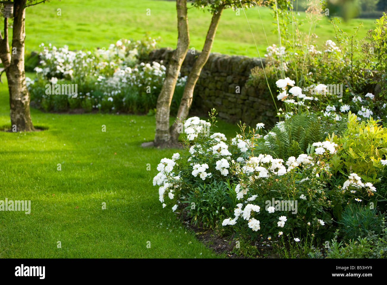 Silber-Birken und weiße Rosen in einen Garten Stockfoto
