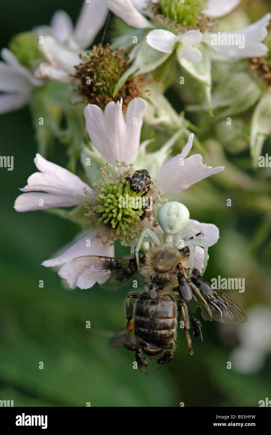 Krabbenspinne (Misumena Vatia) gefangen eine Honigbiene (Apis Mellifera). Das Tier ist von parasitischen fliegen belästigt. Stockfoto