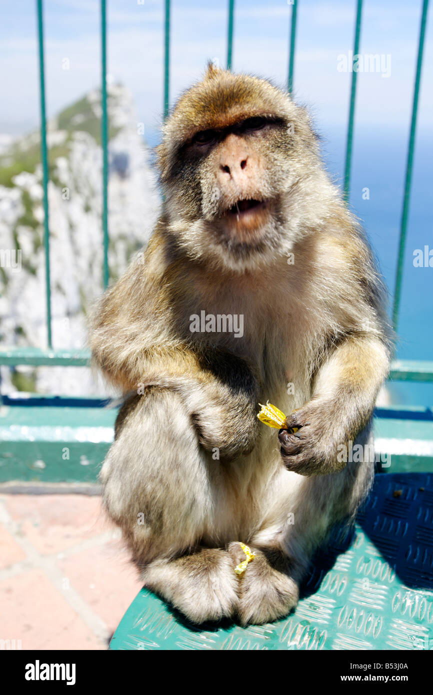 Barbary Macaque, Macaca Sylvanus, Porträt, Gibraltar Stockfoto