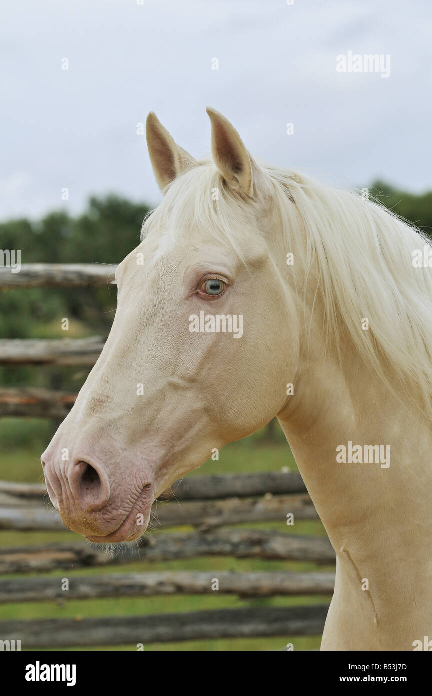 Lusitano. Porträt von Doppel-verdünnen Sie Kastanien (Cremello) Stockfoto