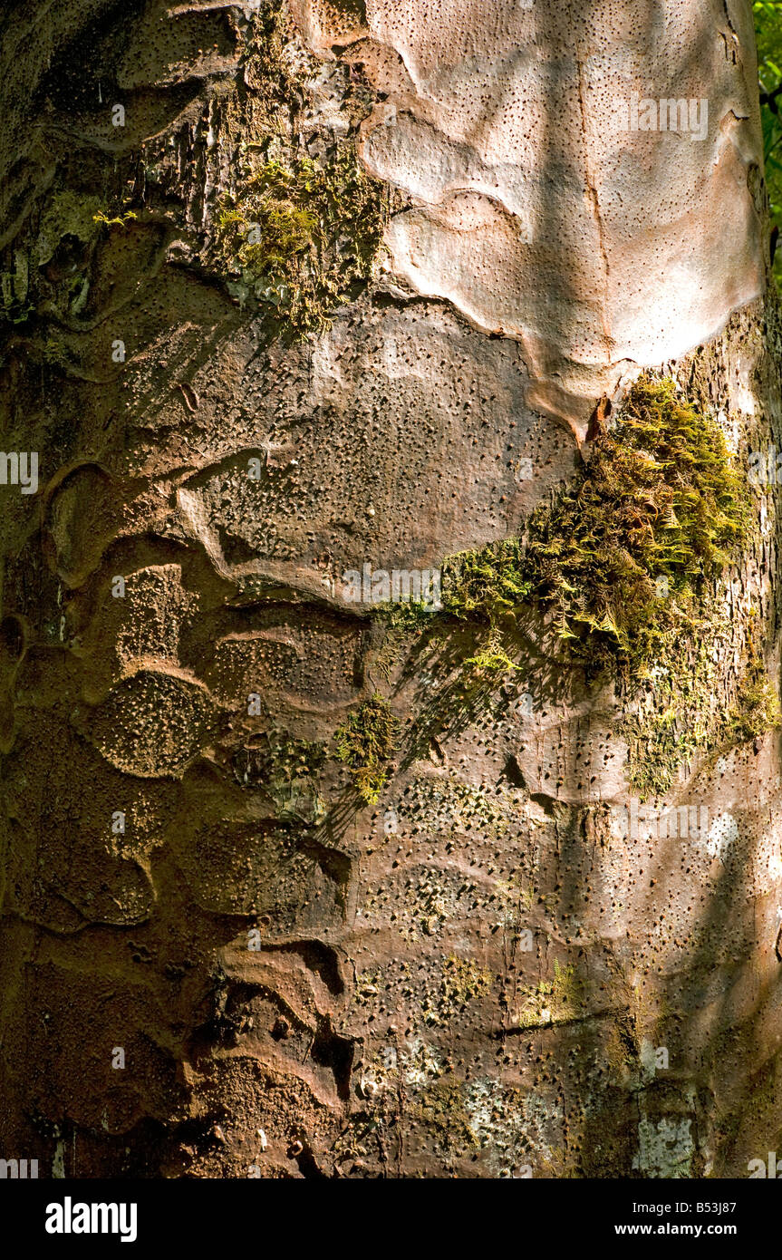 Die Rinde der Kauri Baum, Waipoua Kauri Forest, North Island, Neuseeland Stockfoto