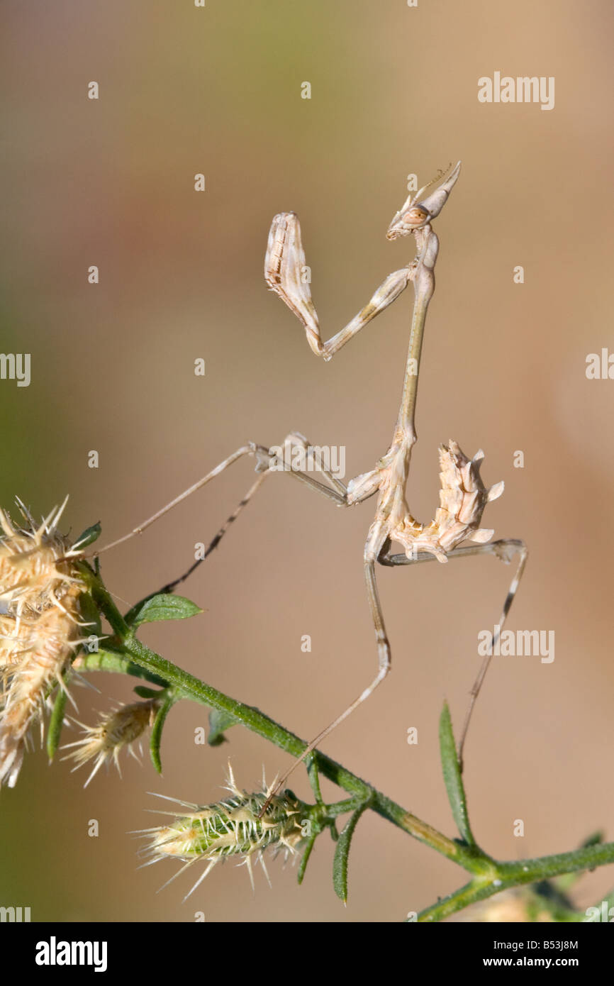 Empusa Parying Mantis, Empusa fasciata Stockfoto
