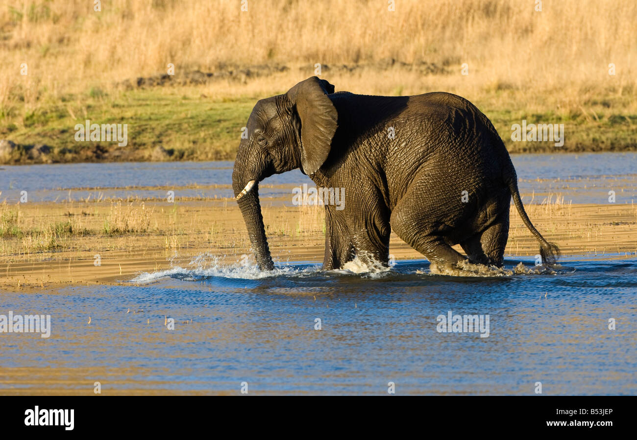 Elefanten im Mankwe Verdammung Stockfoto