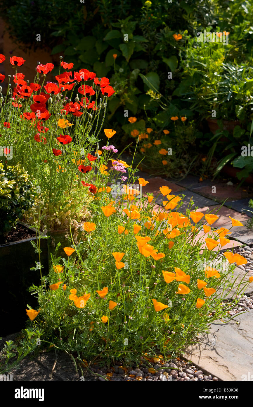 Kalifornischer Mohn in rot und Orange in einem Garten Stockfoto