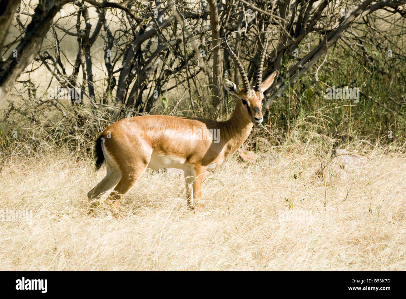 Eine männliche indische Gazelle, "Gazella Bennettii", im Ranthambore Nationalpark, Rajasthan, Indien Stockfoto