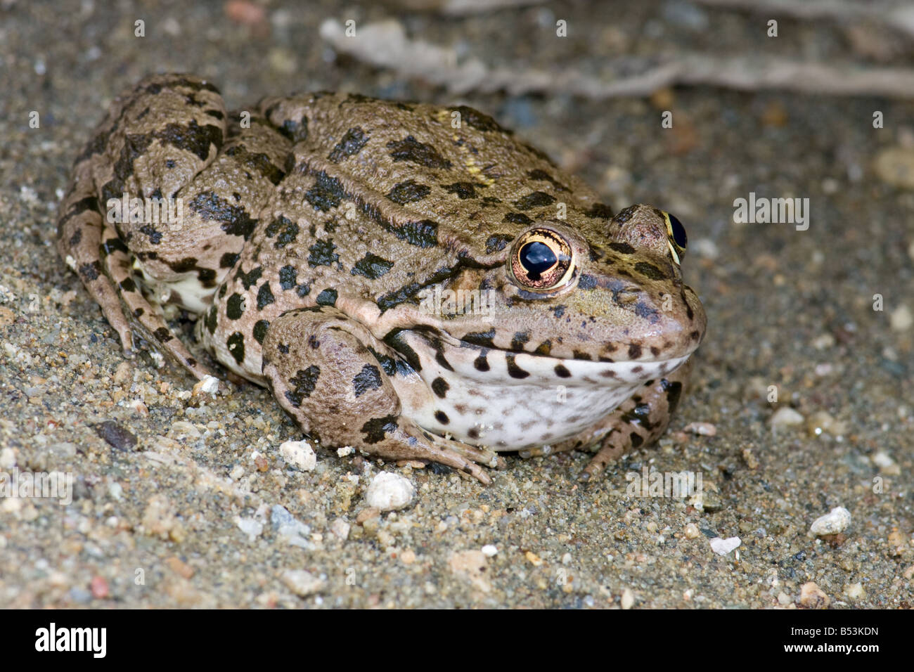 Frosch/Seefrosch/Laughing Seefrosch, Rana Ridibunda/außer ridibundus Stockfoto