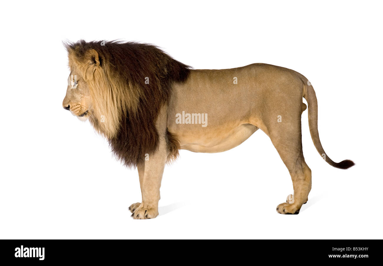 Lion 4 und ein halbes Jahr Panthera Leo vor einem weißen Hintergrund Stockfoto
